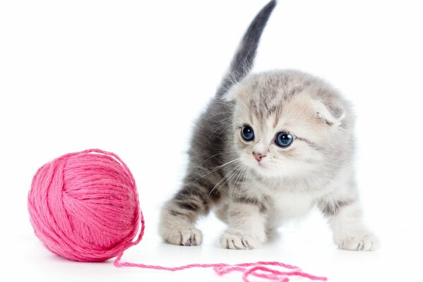 The kitten looks at the pink ball of thread