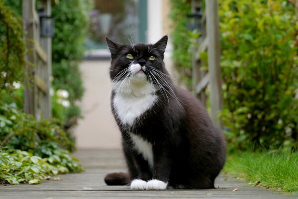 Gatto bianco e nero con gli occhi verdi e bella vista