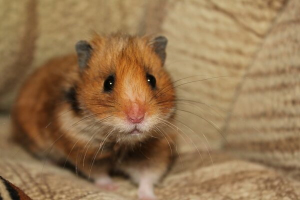 Der Hamster hat einen verängstigten Blick auf die Couch