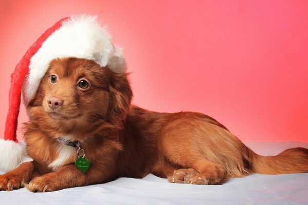 Redhead doggy in einer Weihnachtsmütze