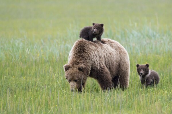 Cuccioli a piedi con mamma orso nel bosco