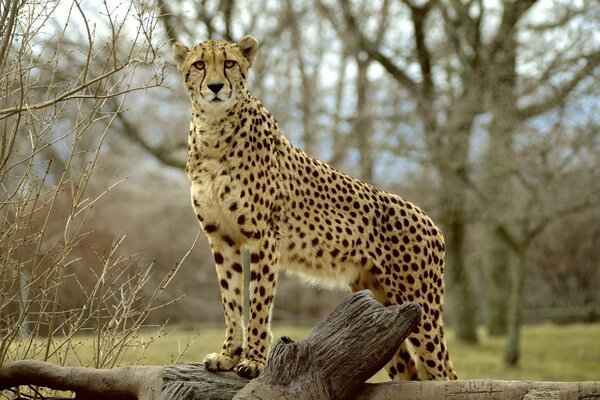 A lonely cheetah on a tree trunk