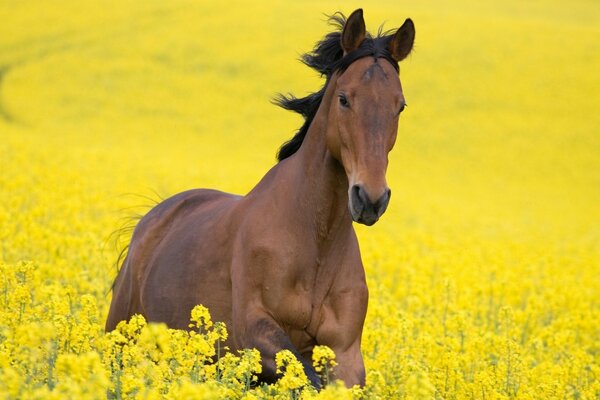 Ein braunes Pferd läuft über ein gelbes Blumenfeld