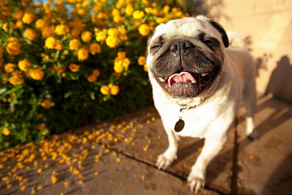 Perro-sonrisa guapo Pug