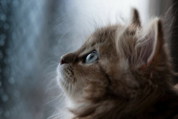 A small striped kitten looks up