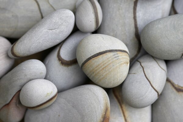 Gray stones that look like snails