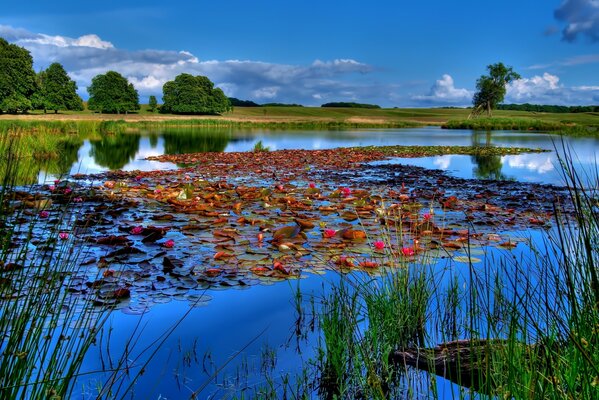 Blue lake and gorgeous Lilies