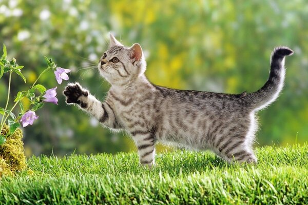 Gato rayado en la hierba verde