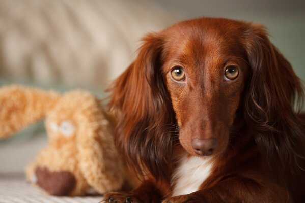 Photo of a cute dog with a toy