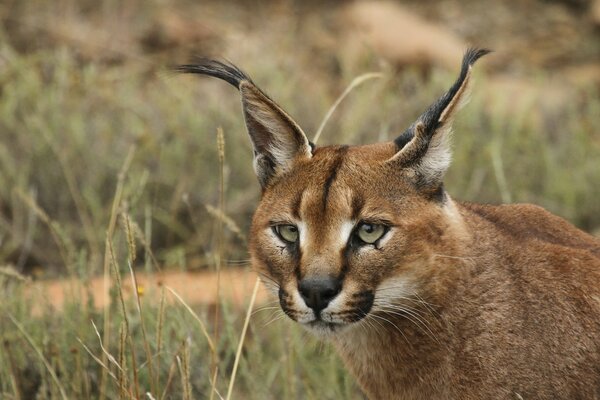 Steppe lynx looks at prey in the grass