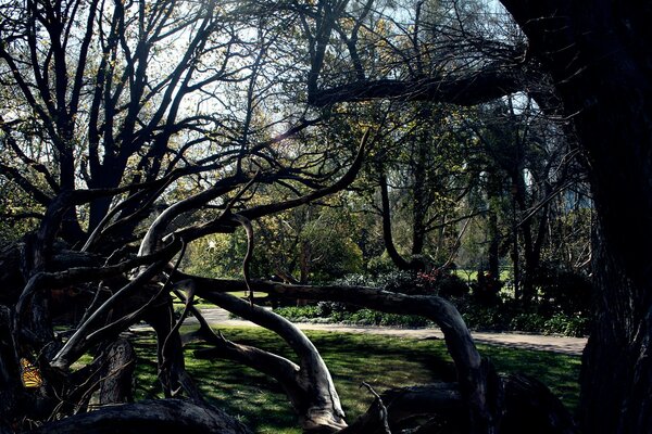 Immagine scura di un albero e molti rami