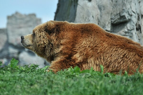 Foto de un oso en el fondo de las montañas y la hierba