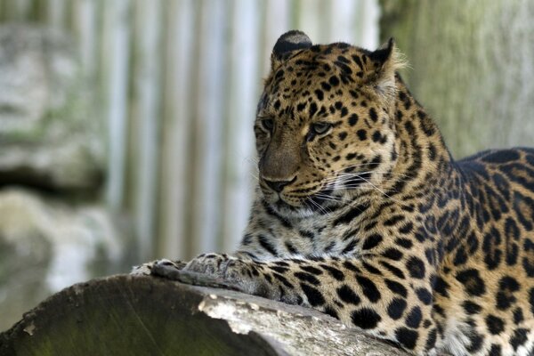 A beautiful leopard lies thoughtfully