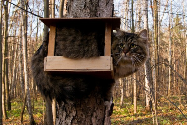 Gatto che sogna di diventare un uccello