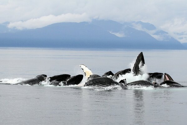 Wale im Ozean vor dem Hintergrund der Berge von Alaska