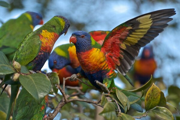 Perroquets de couleur vive dans le feuillage