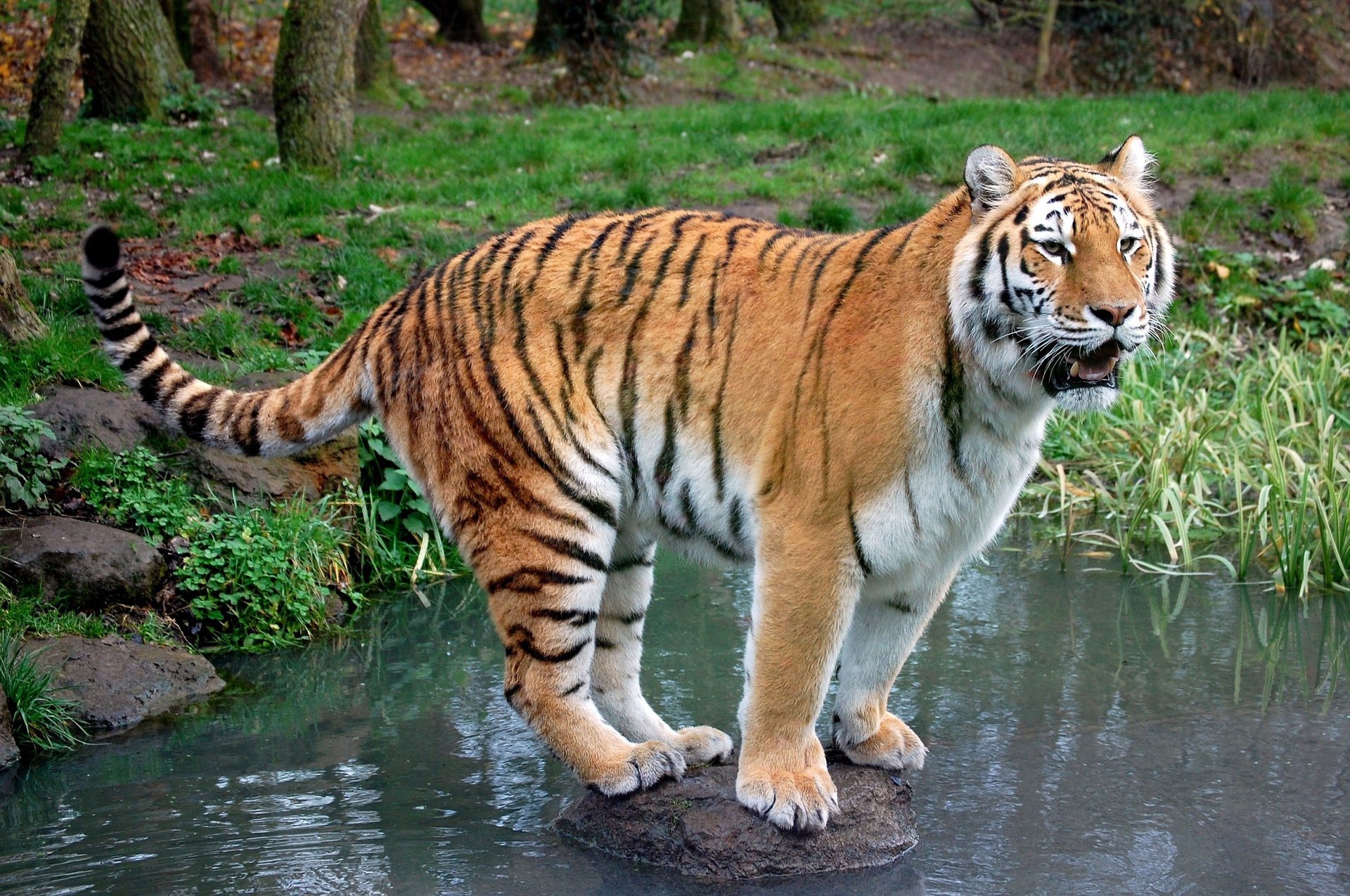 tigre prédateur pierre ruisseau