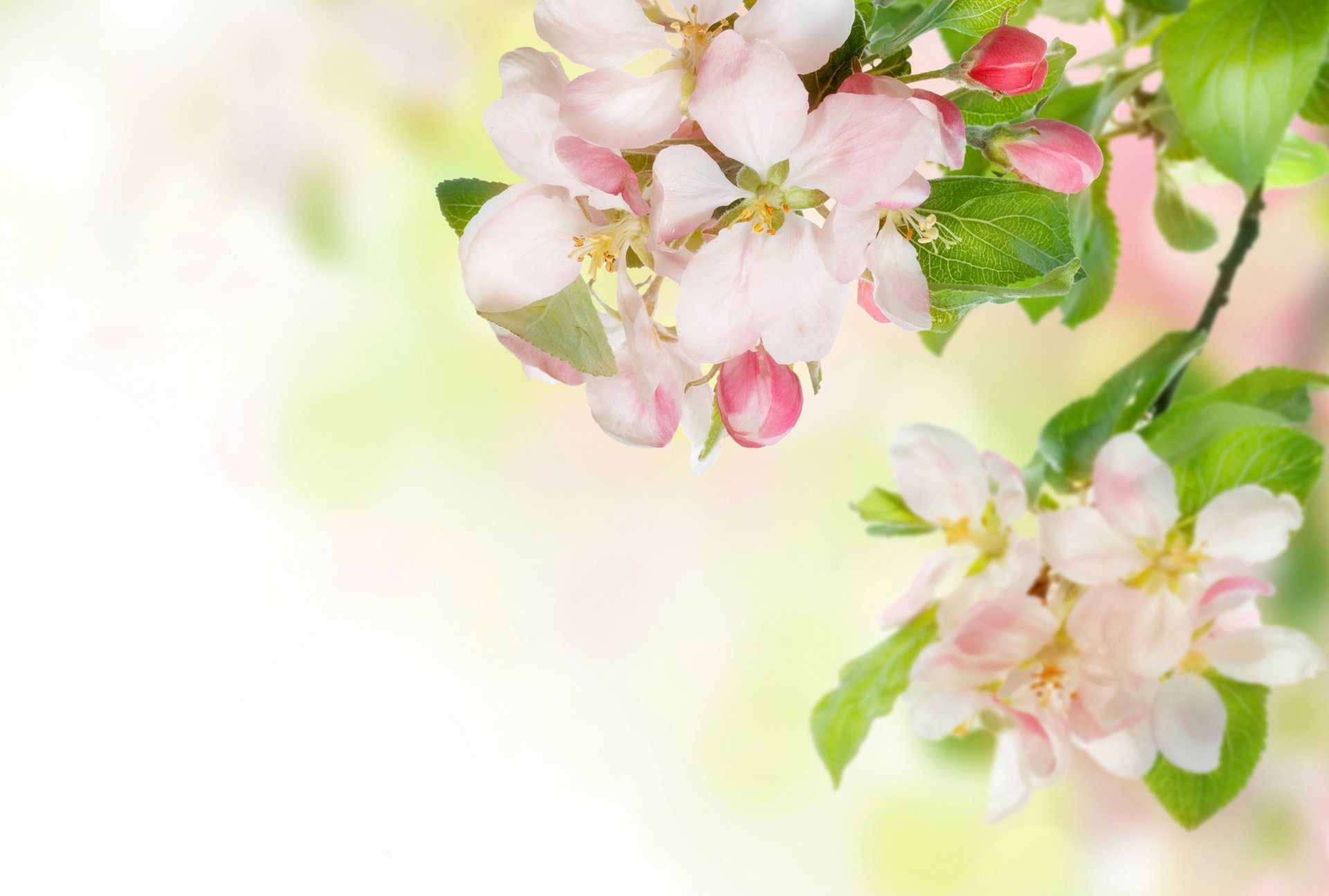 fleurs pommier tendresse printemps branche