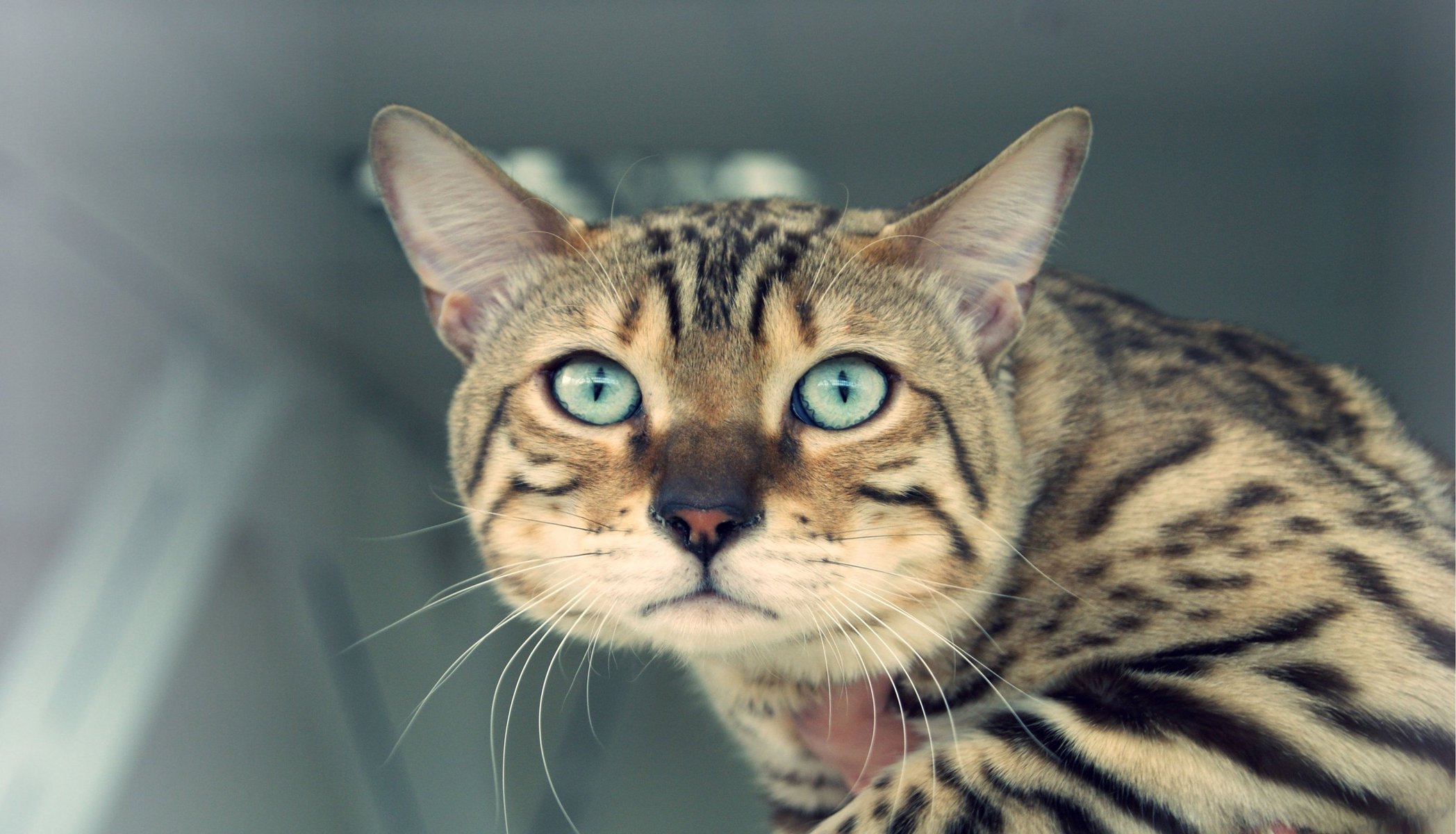 gato ojos bigote mirada