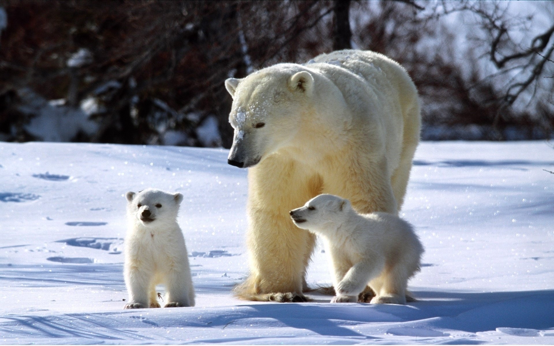 polar familia invierno soleado cachorros oso