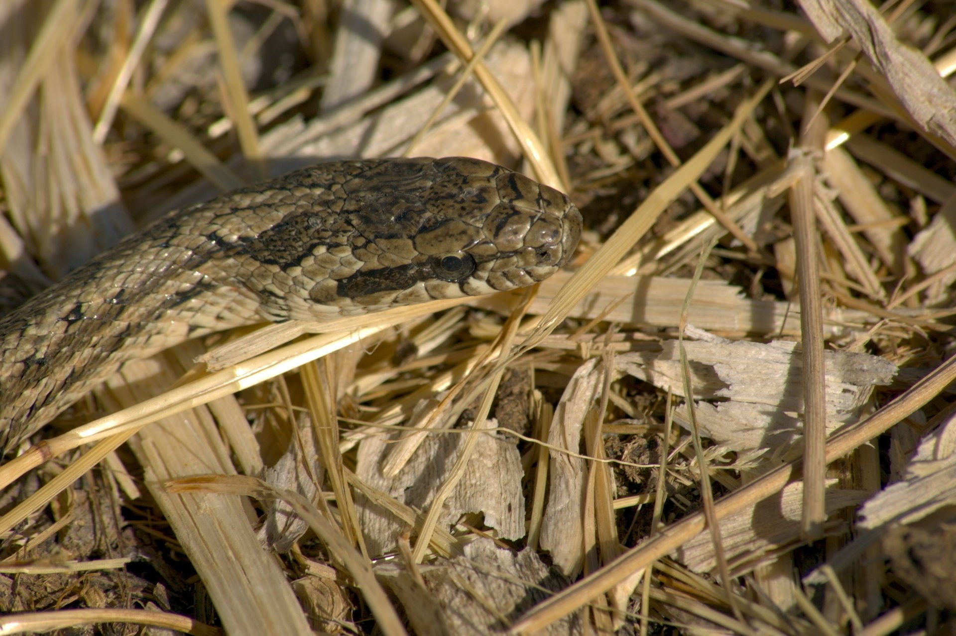 serpente secco erba