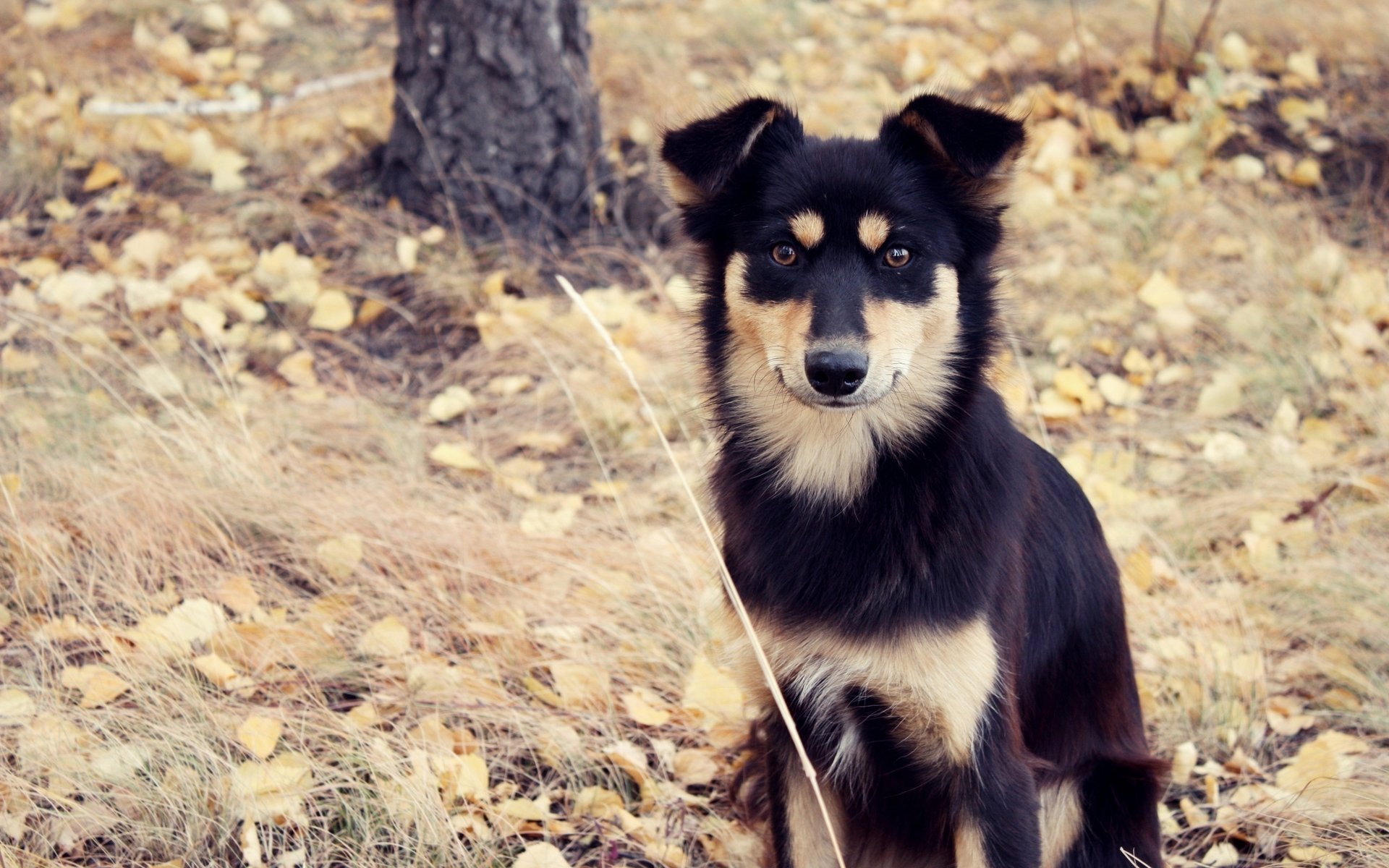 cane cagnolino bastardo autunno cane vista foglie