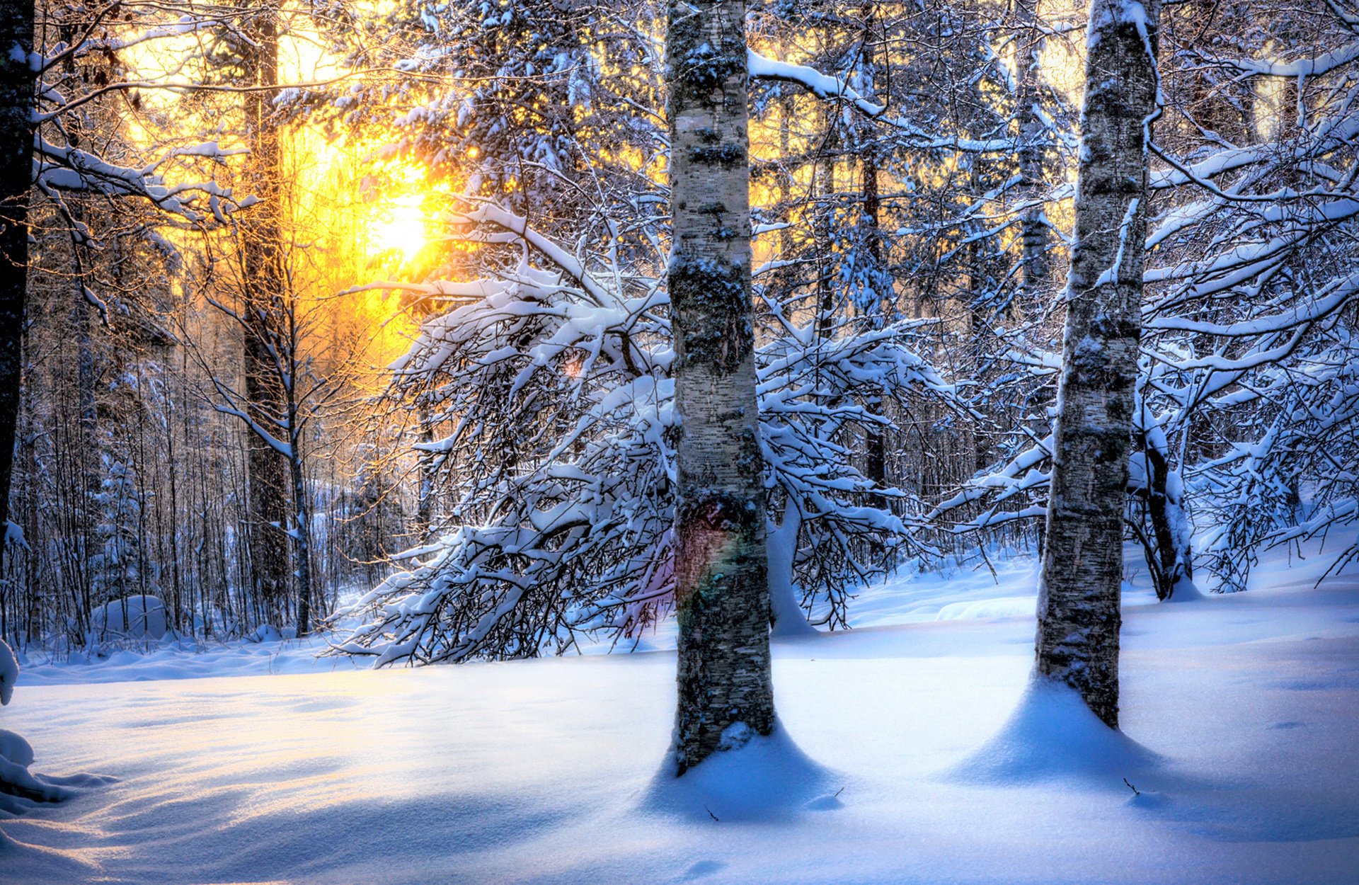 nature the sun snow winter forest