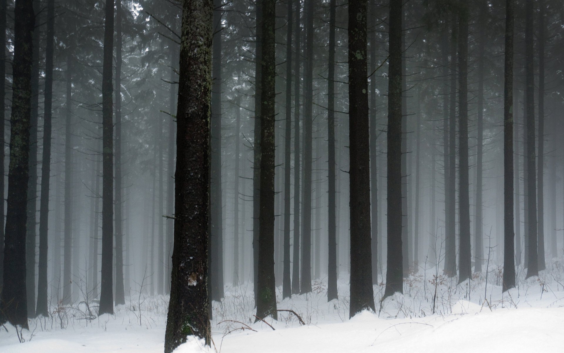 árbol escarcha nieve invierno frío naturaleza invernal bosques