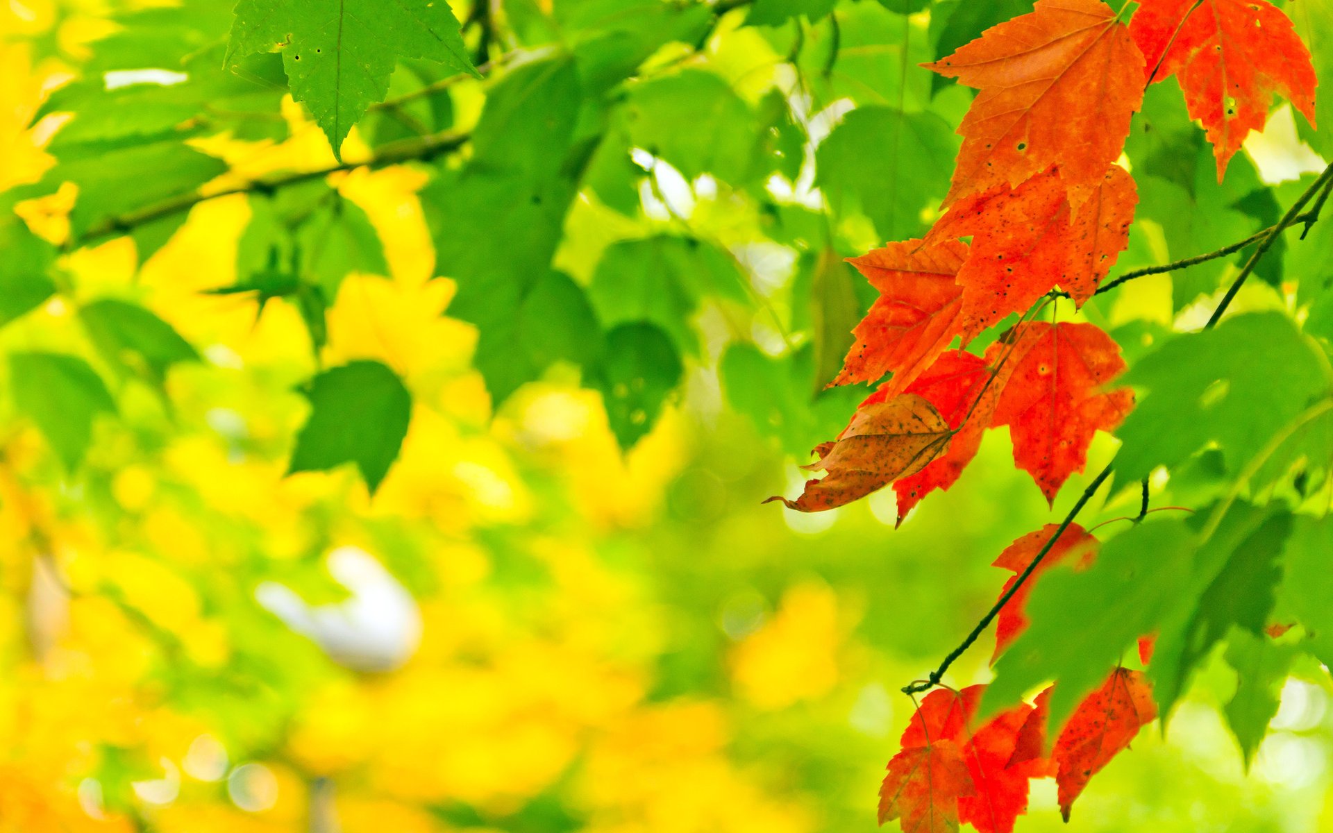 natura farby liście jesień bokeh liście natura światło jesień