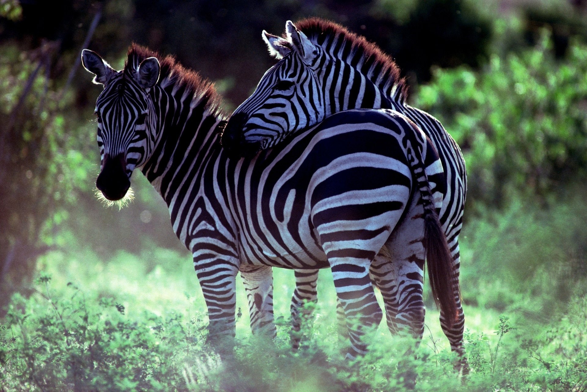 zebras savanne paar