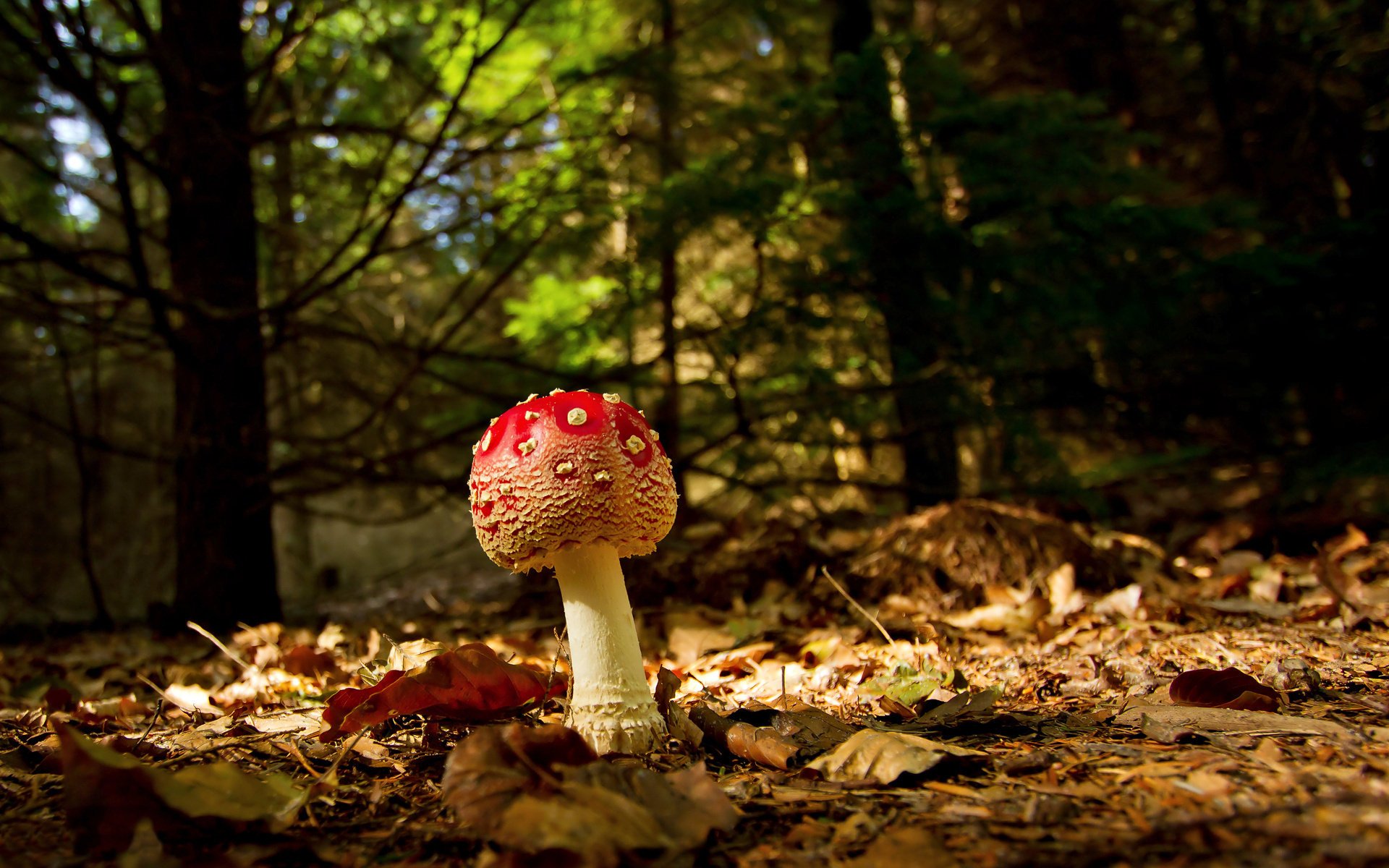 macro amanita autunno fogliame foresta fungo