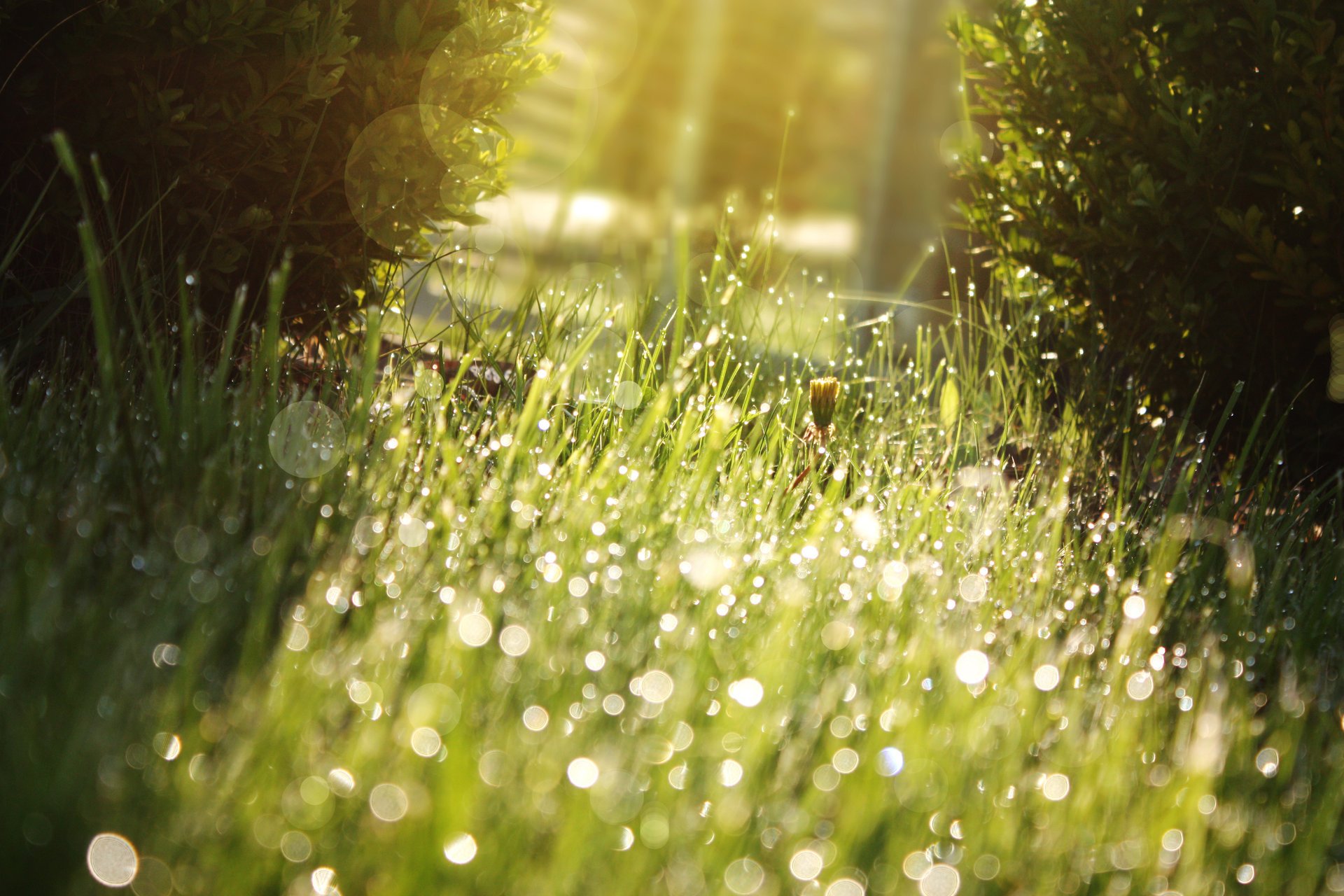 gras tropfen grün rasen sonne blendung licht