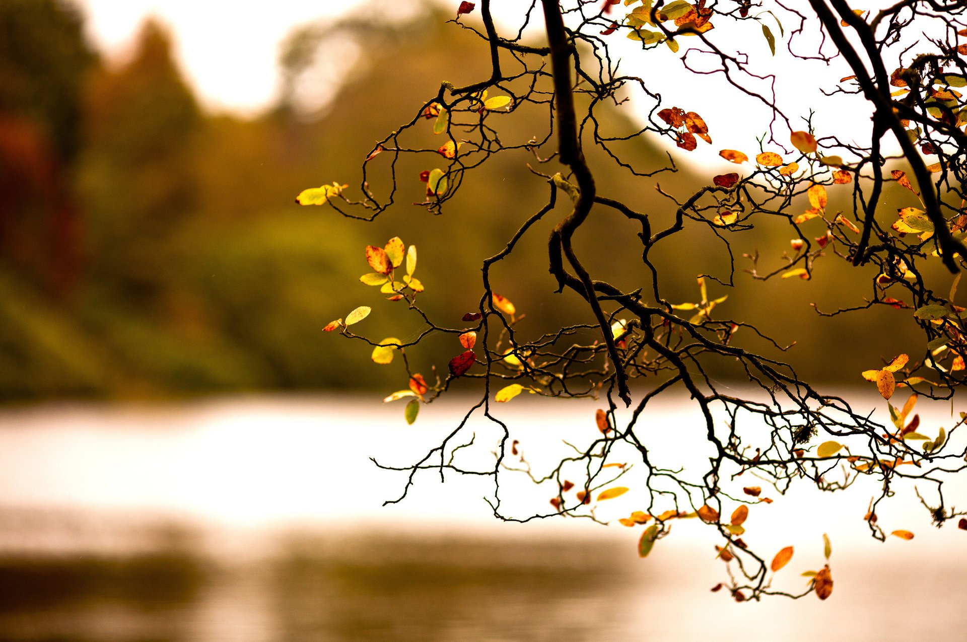 nature automne feuillage branche