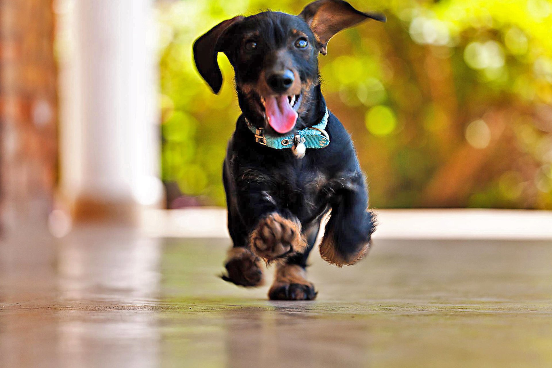 dachshund resplandor correr bokeh alegría