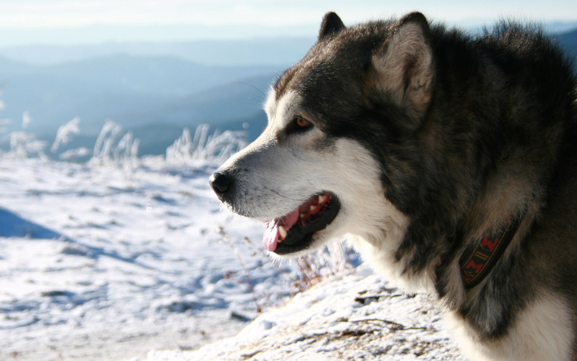 husky collier neige race