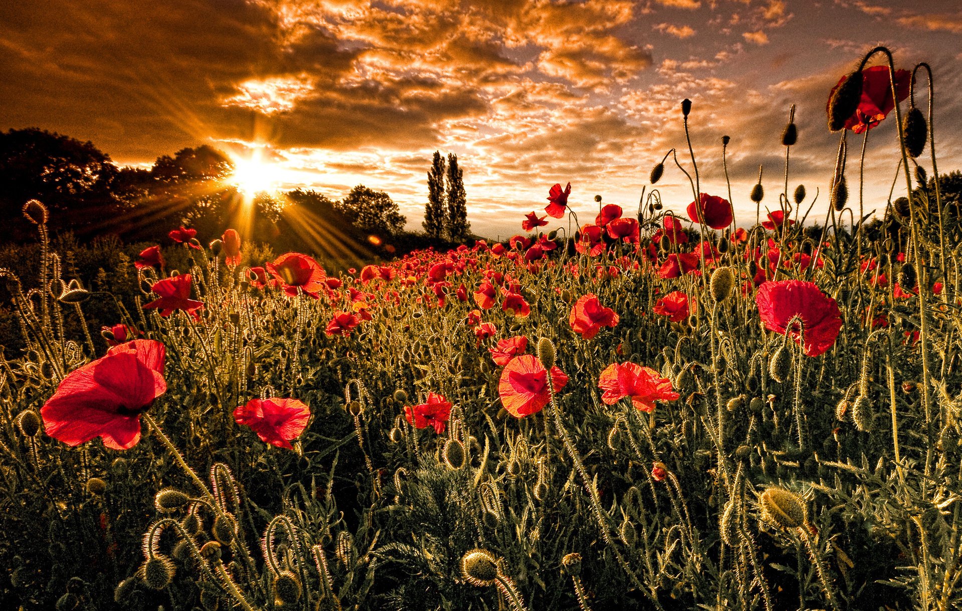 nature coquelicots champ soleil