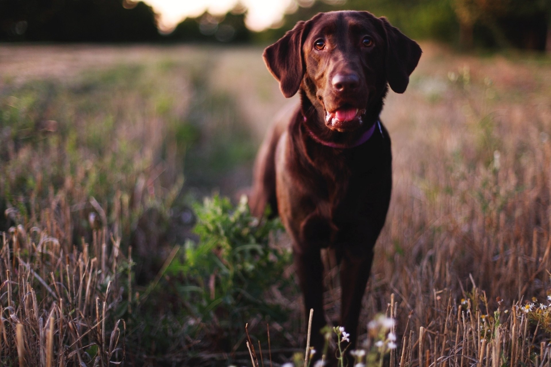 chien museau labrador retriever nez yeux chien