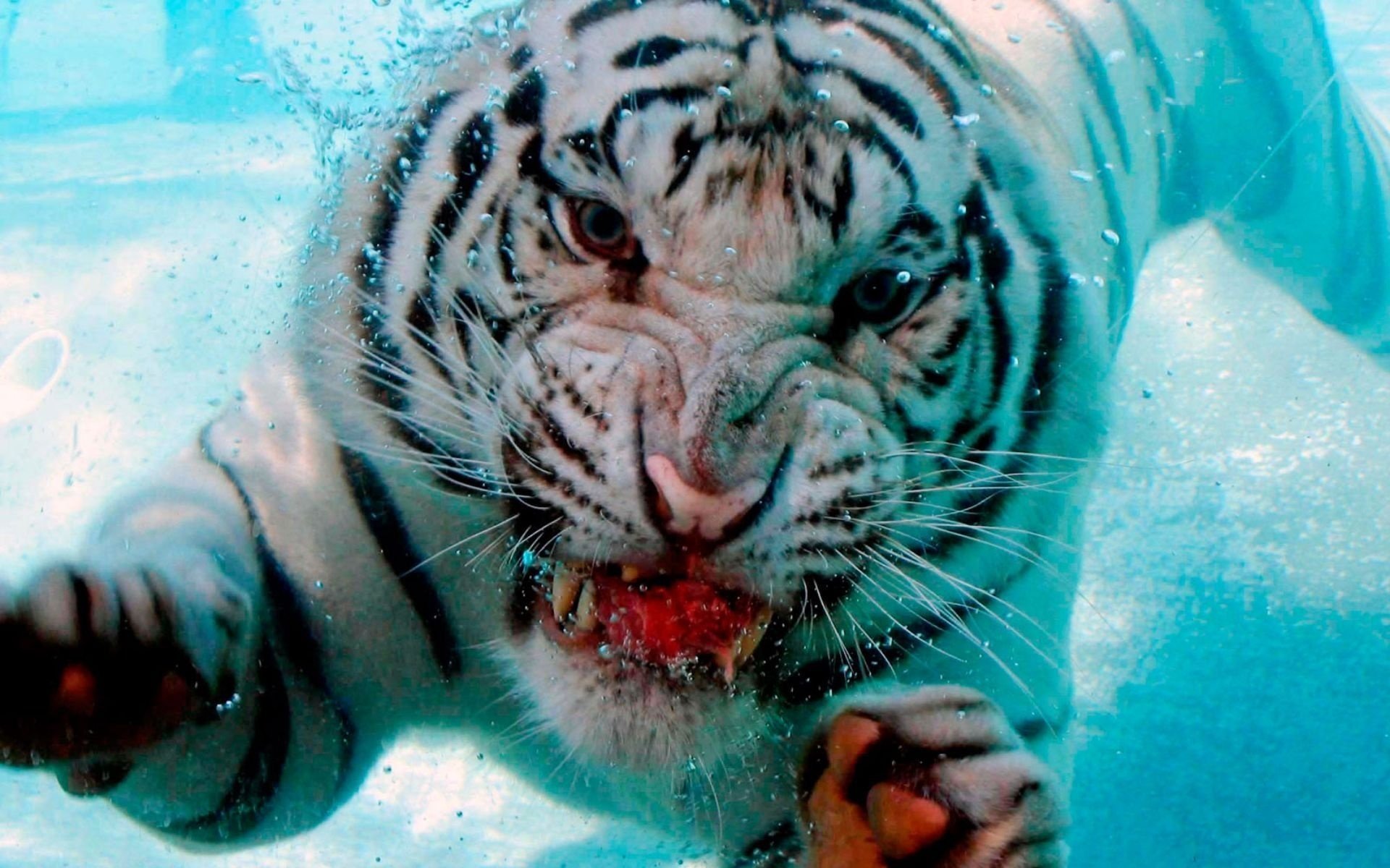 background water tiger mouth fangs bubbles dip