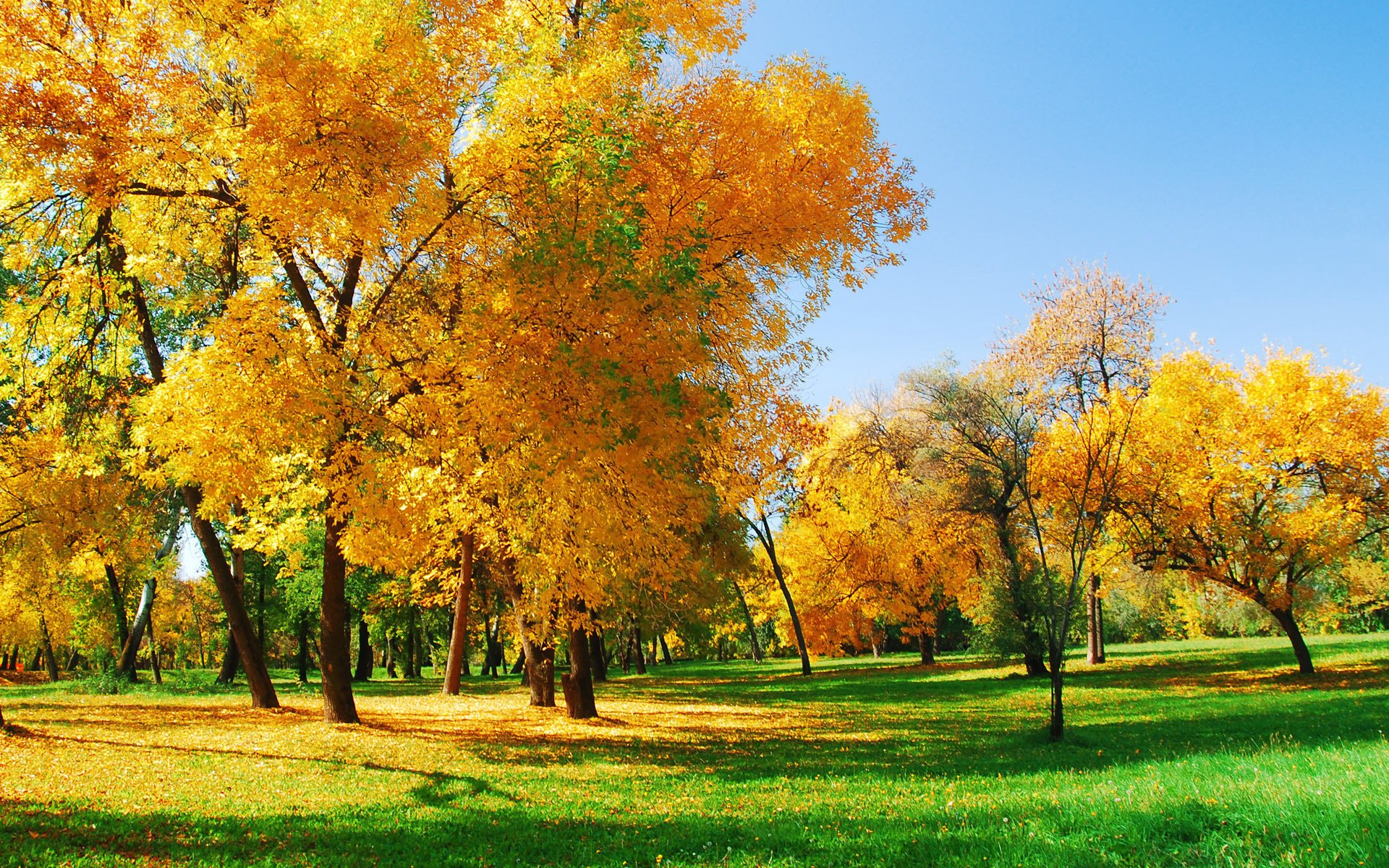 nature forêt lumière du soleil automne arbres