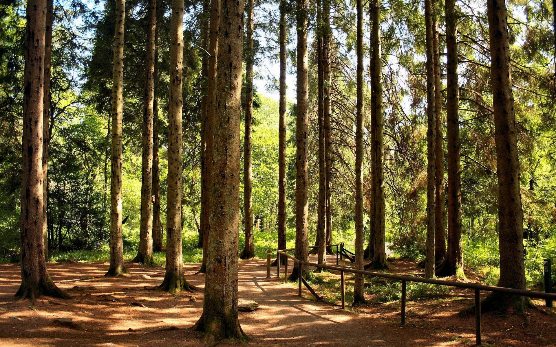 wald bäume park grüns