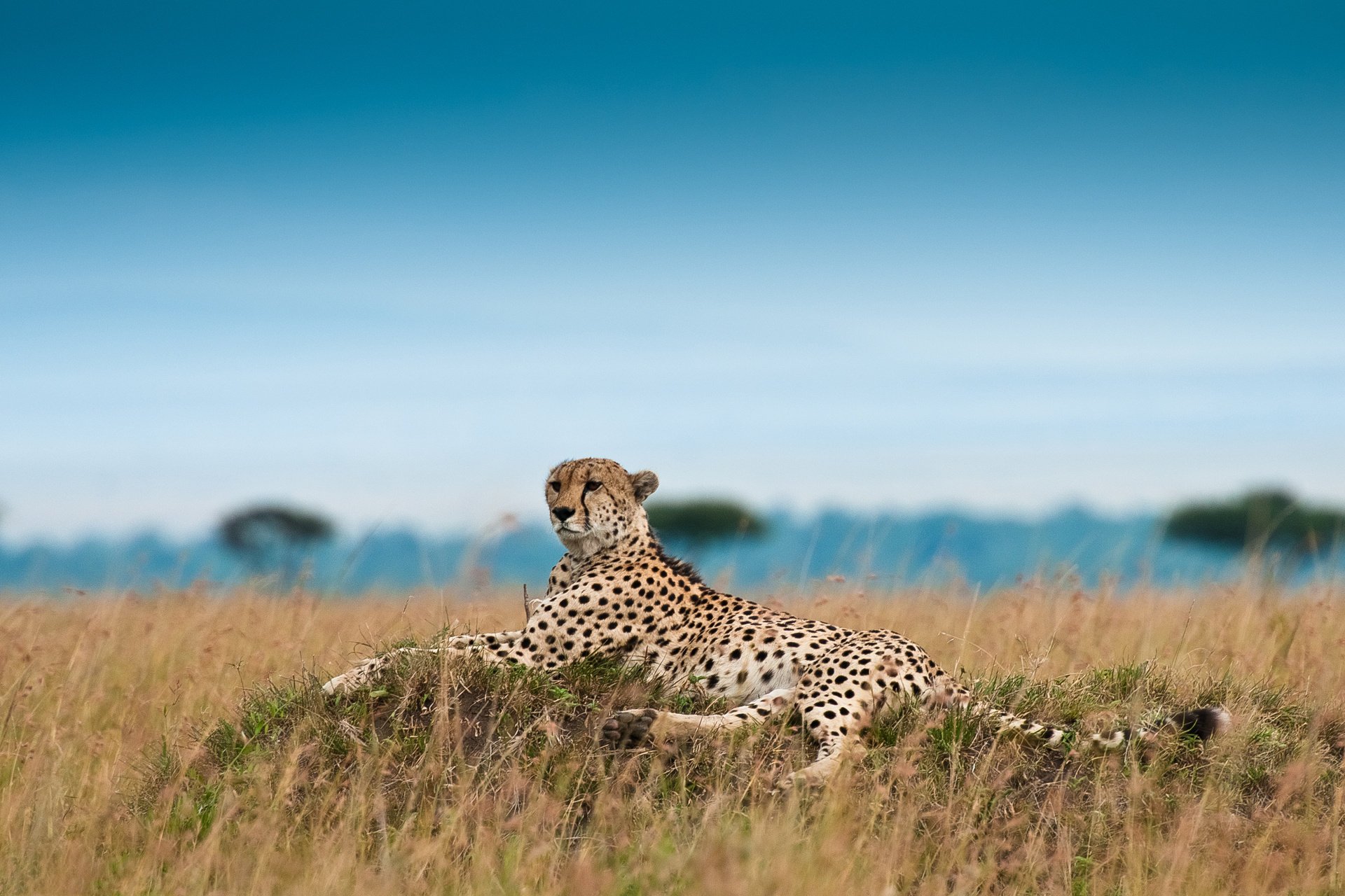 ghepardo acinonyx jubatus ricreazione leopardo da caccia