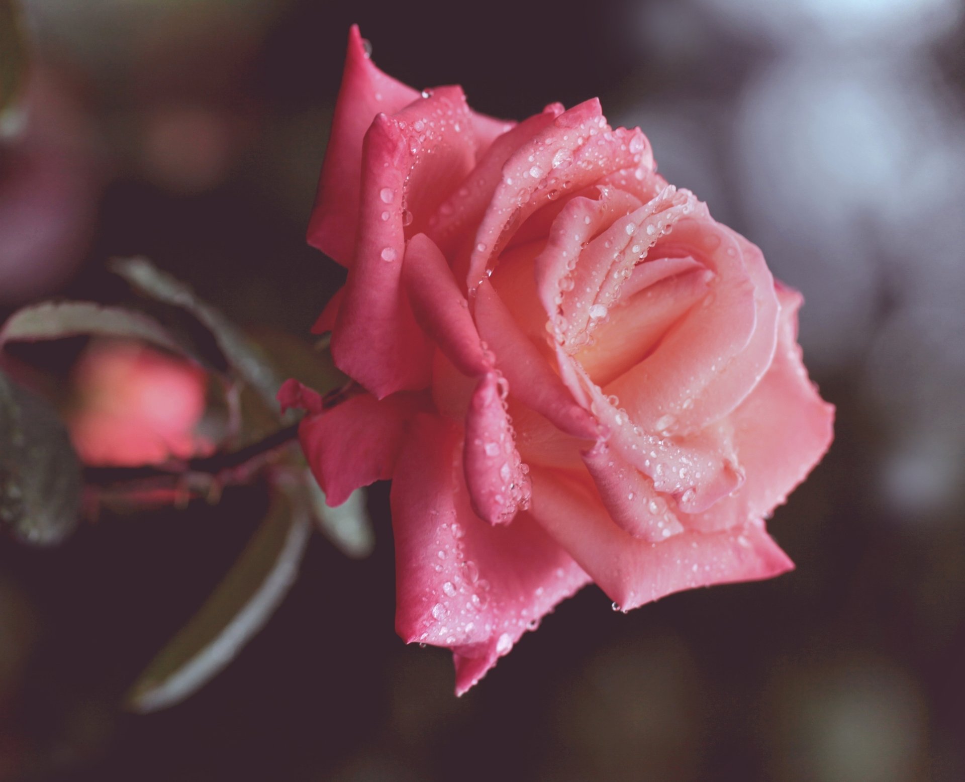 flor rosa pétalos macro gotas rosa