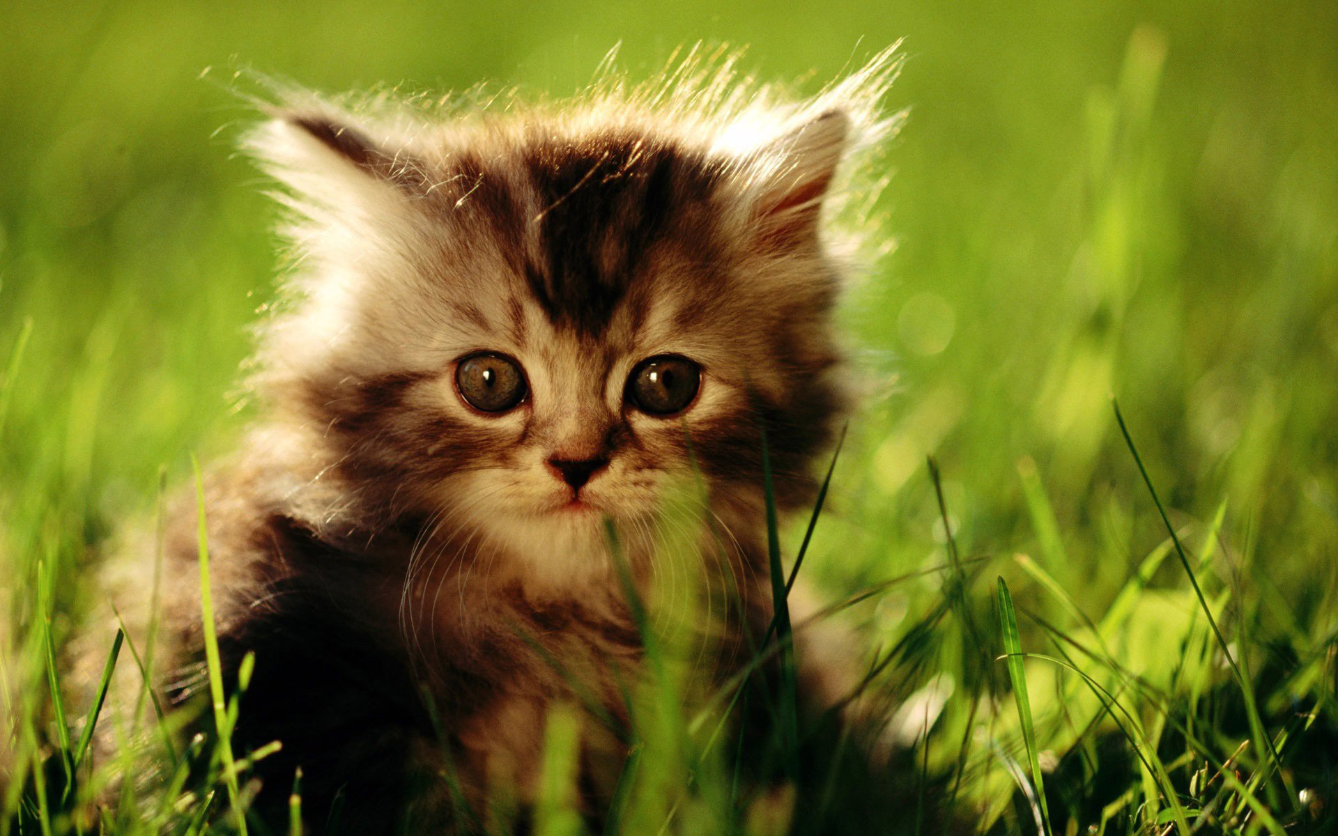 chaton verdure herbe