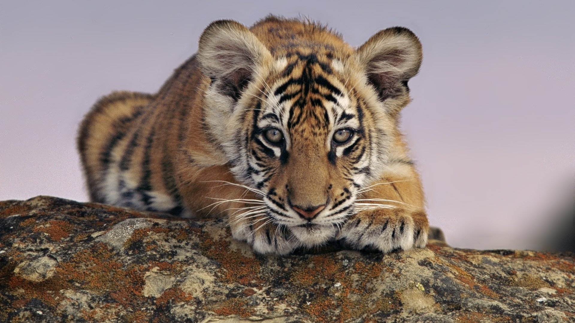 animales mira cachorro de tigre tigre