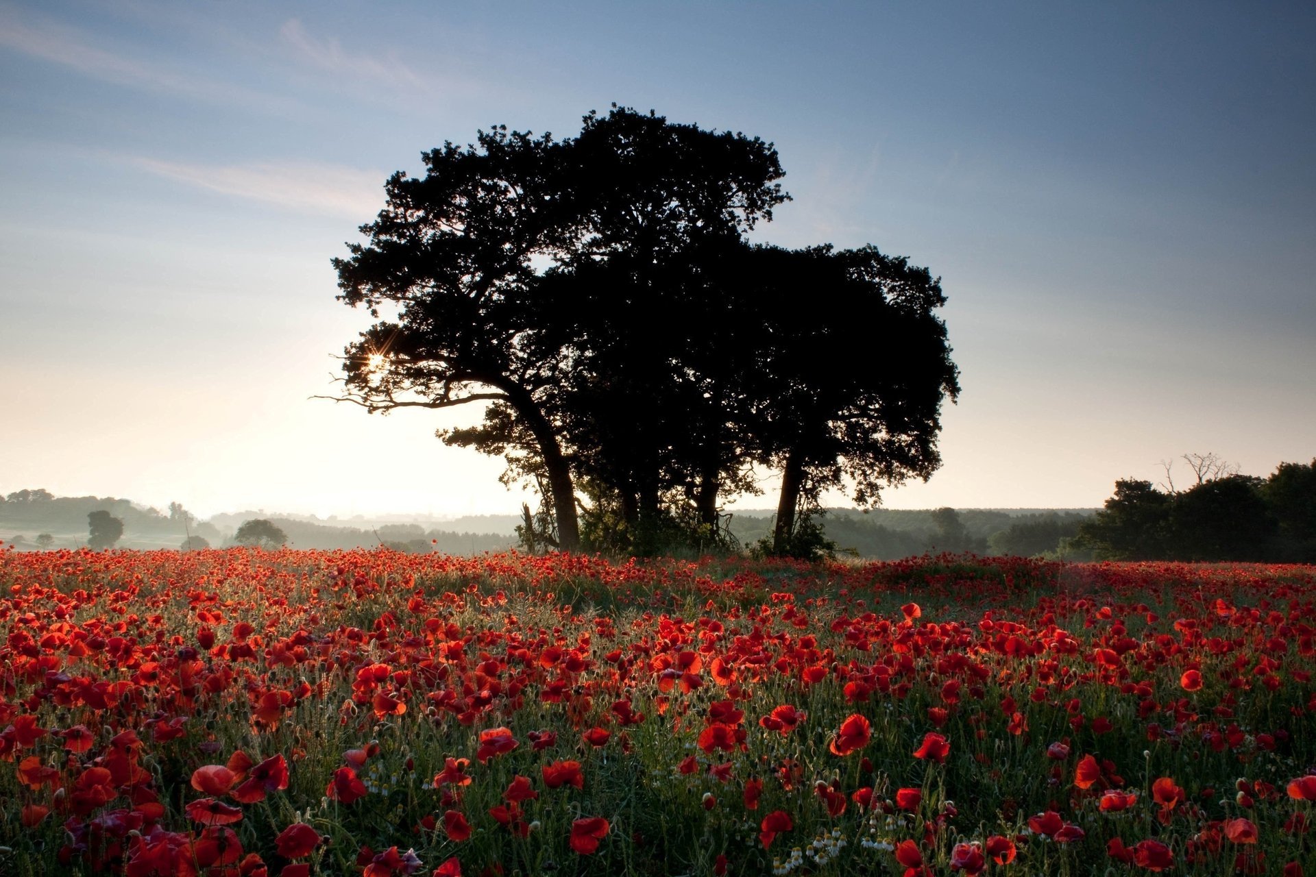 nature flowers light maki the sun field trees summer