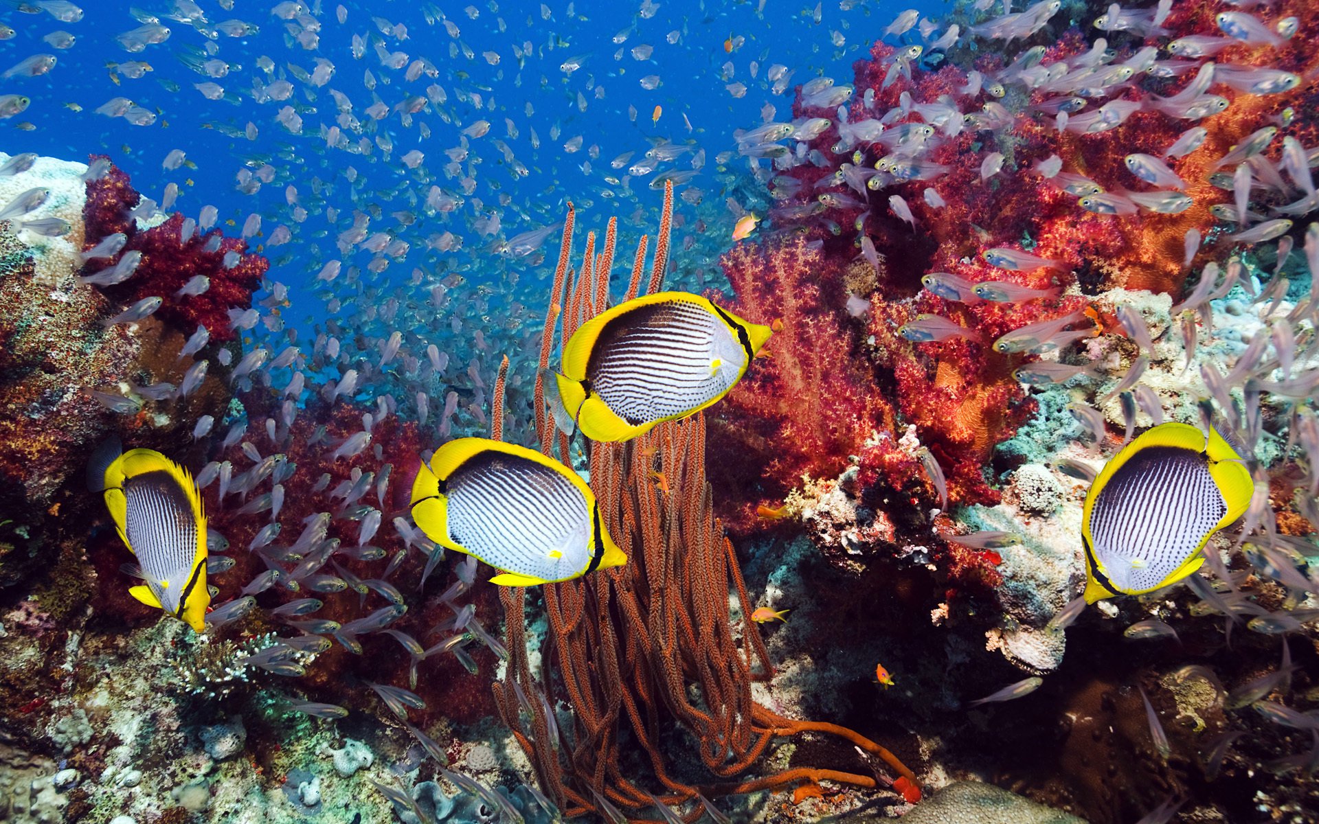 underwater world corals fish sea