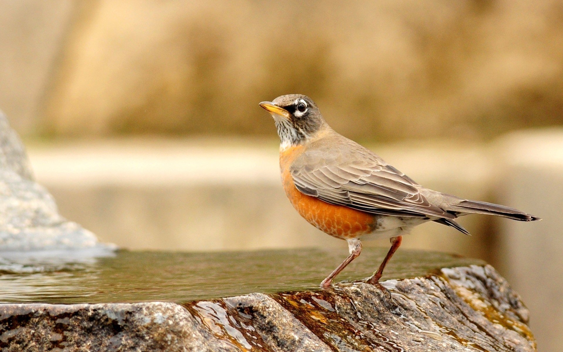 bird on the stone water