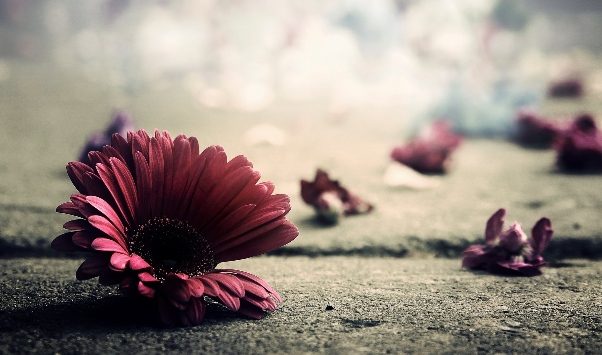 terre asphalte pétales fleur gros plan photo gerbera