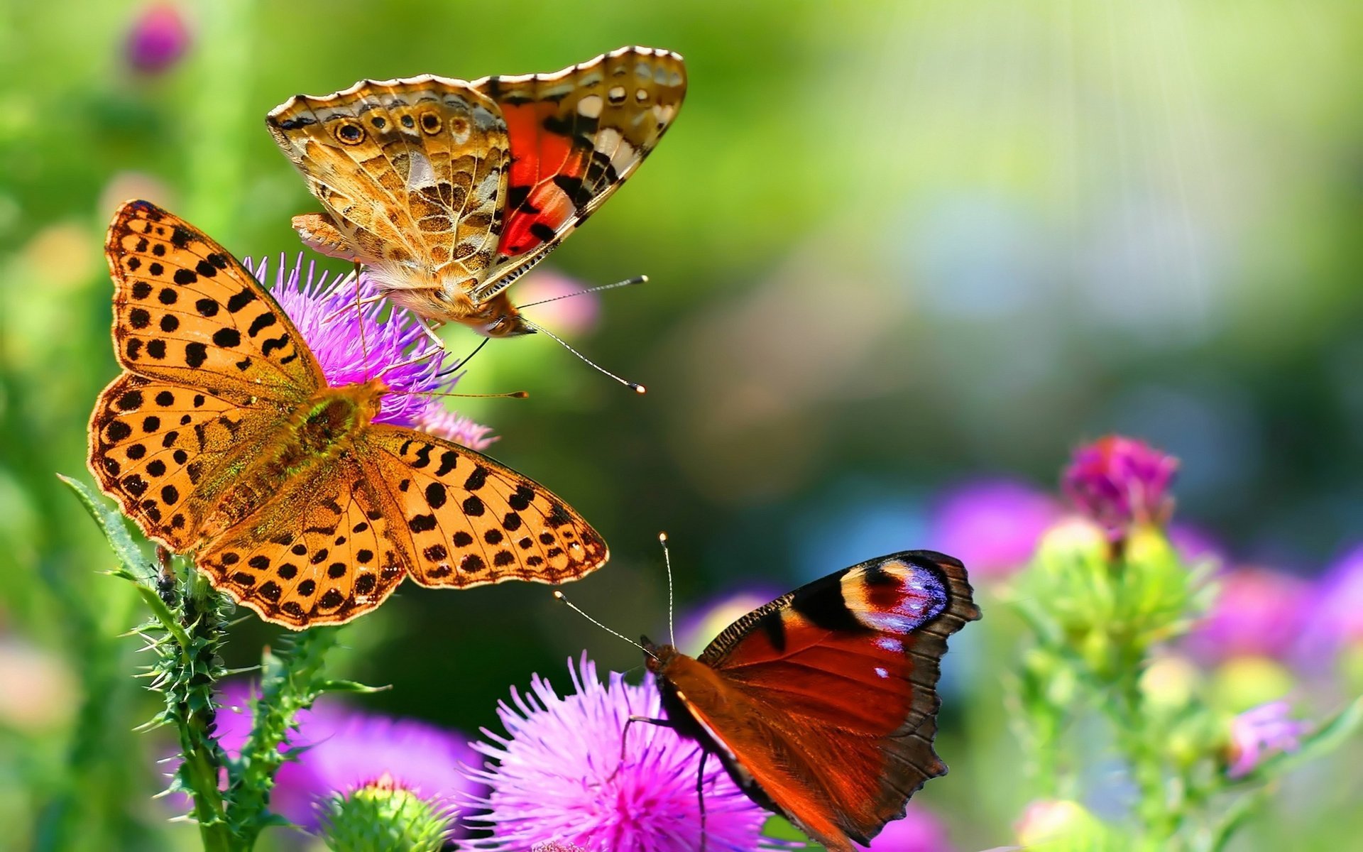 butterfly flowers macro