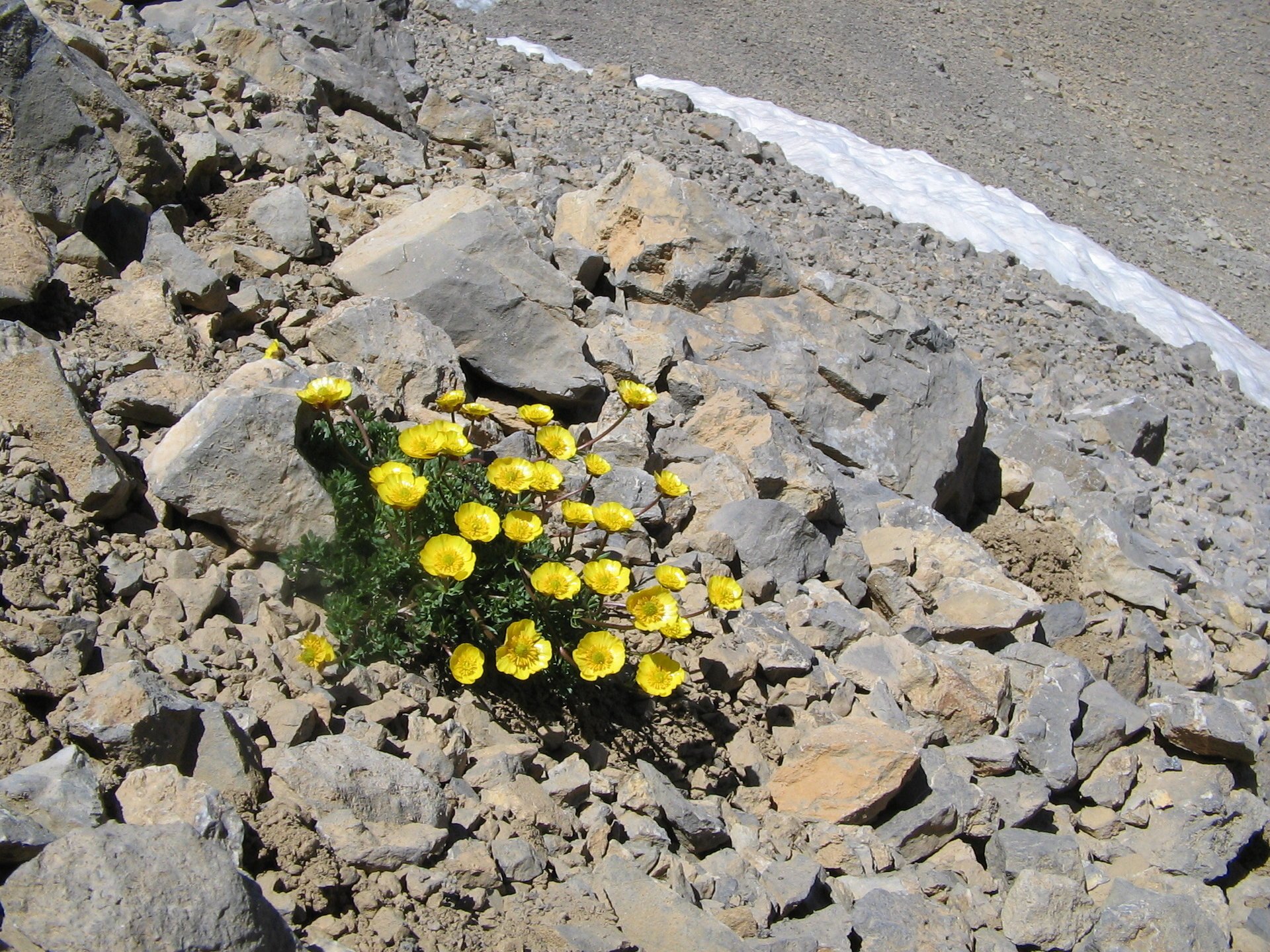 fleurs jaunes neige montagnes gris pierres